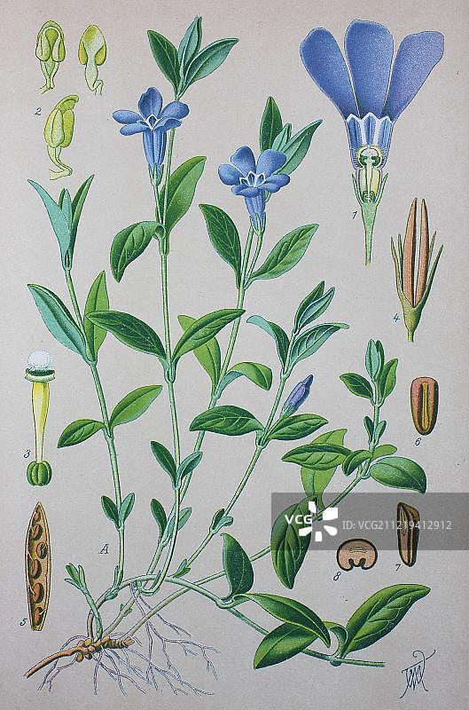 小蔓长春花，1885年的历史插图，德国，欧洲图片素材