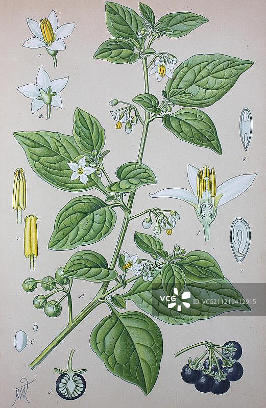 龙葵（茄科植物），1885年德国历史插图图片素材