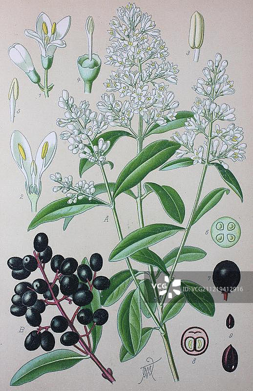 1885 年德国欧洲历史 illustration 中的野 privet (Ligustrum vulgare)图片素材