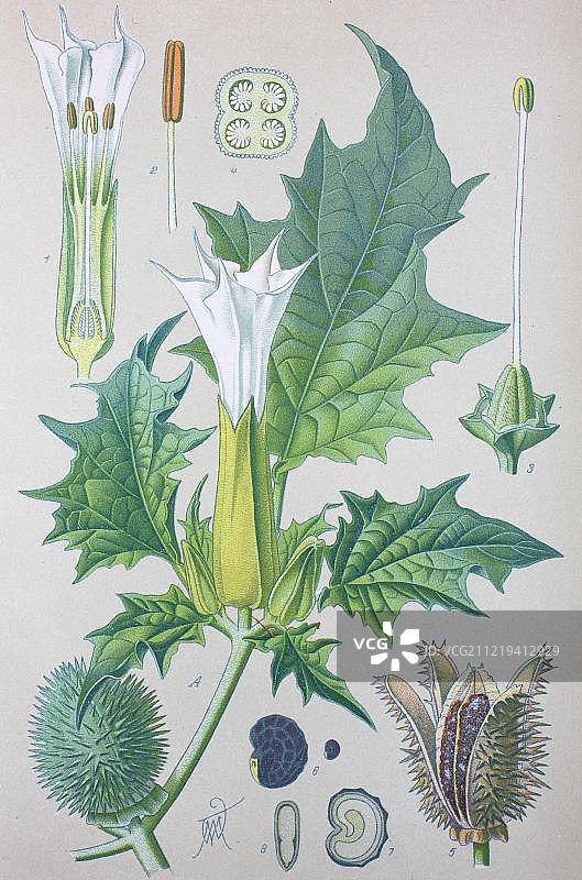 1885年德国欧洲的曼陀罗历史图图片素材