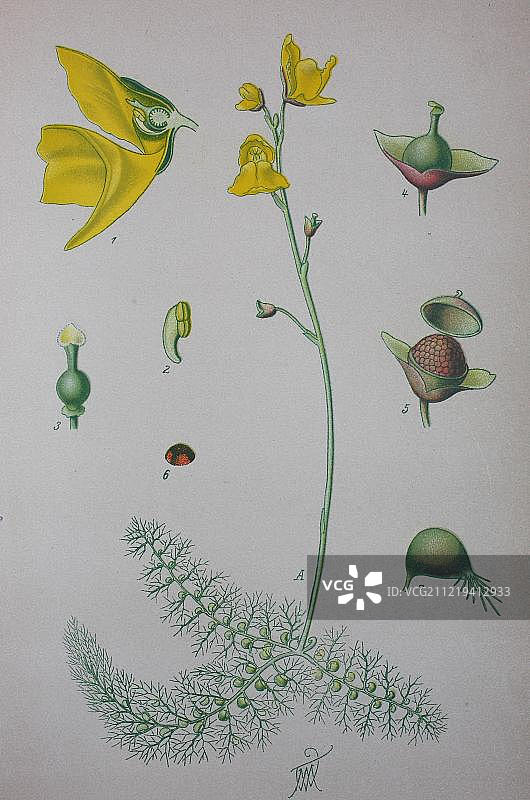 1885年德国欧洲的老式普通狸藻插图图片素材
