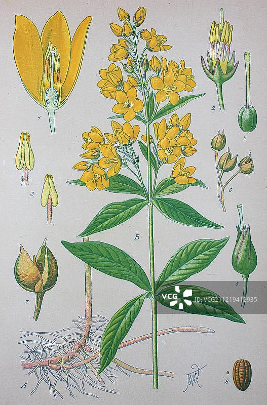 historical illustration from 1885, Germany, Europe图片素材