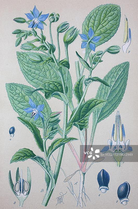 琉璃苣（Borago officinalis），1885年的历史插图，德国，欧洲图片素材