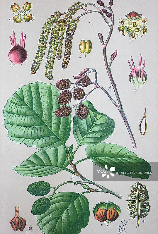 欧洲德国桤木历史插图，1885年图片素材