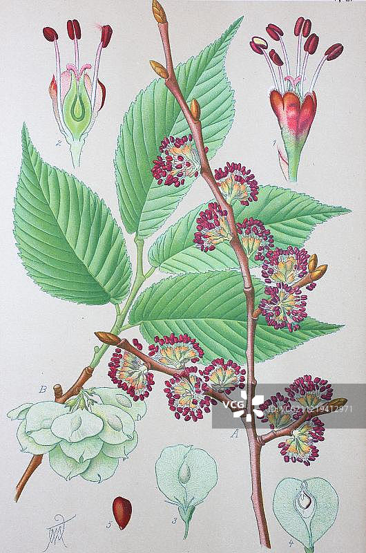 欧洲山榆 1885年历史插画 德国图片素材