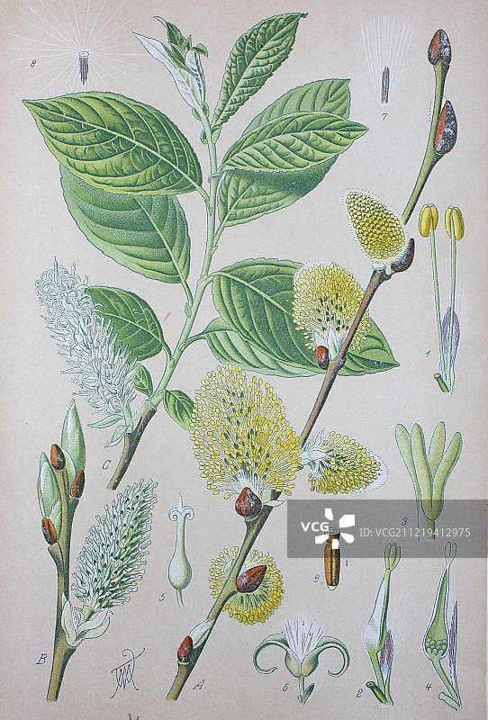 山羊柳（Salix caprea），1885年的历史插图，德国，欧洲图片素材