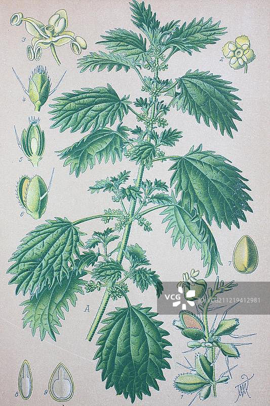 荨麻（Urtica urens），1885年历史插图图片素材