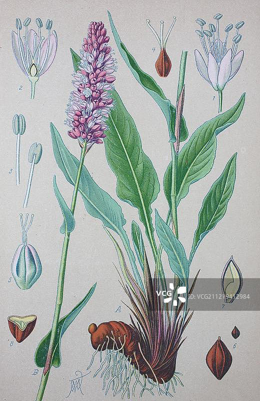 蓼（Persicaria bistorta），1885年的历史插图，德国，欧洲图片素材