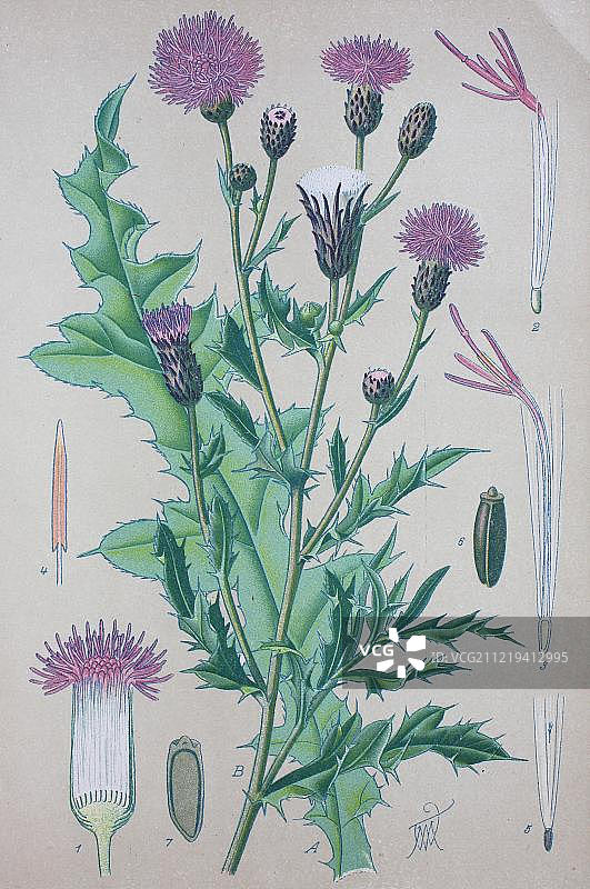 1885年欧洲德国的匍匐蓟历史图图片素材