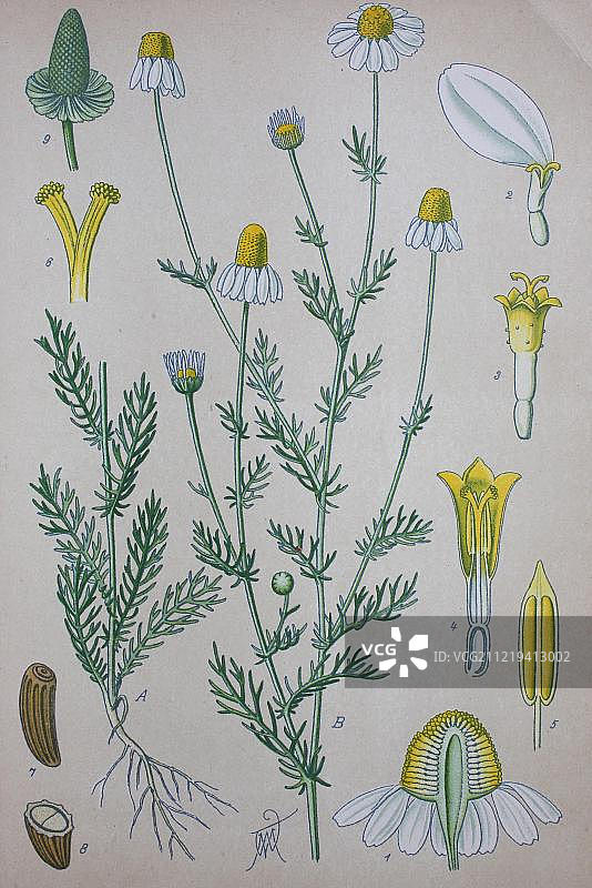 德国洋甘菊（母菊），1885年历史插图，德国，欧洲图片素材