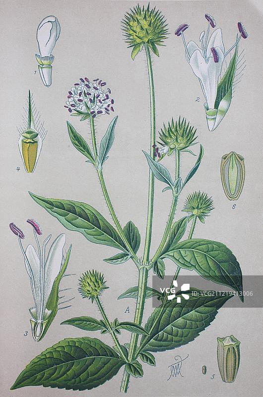 风车草植物历史插图，1885年，德国，欧洲图片素材