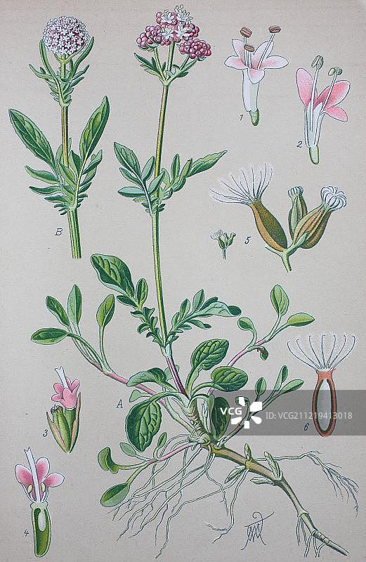 缬草(Valeriana officinalis)，1885年的历史插图，来自德国，欧洲图片素材