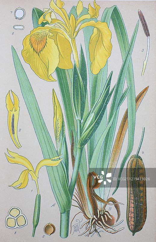 1885年德国欧洲的黄菖蒲历史图图片素材