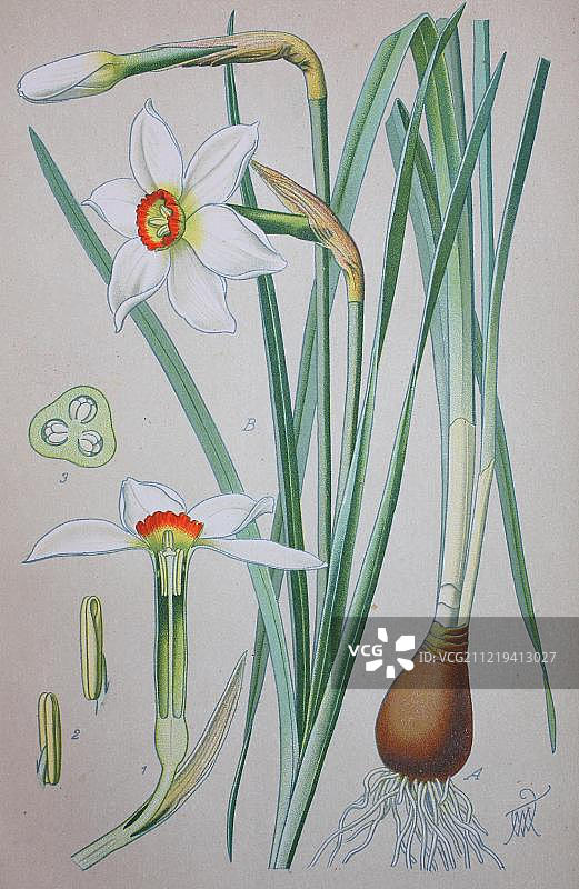 诗人水仙（Narcissus poeticus），1885年的历史插图，德国，欧洲图片素材