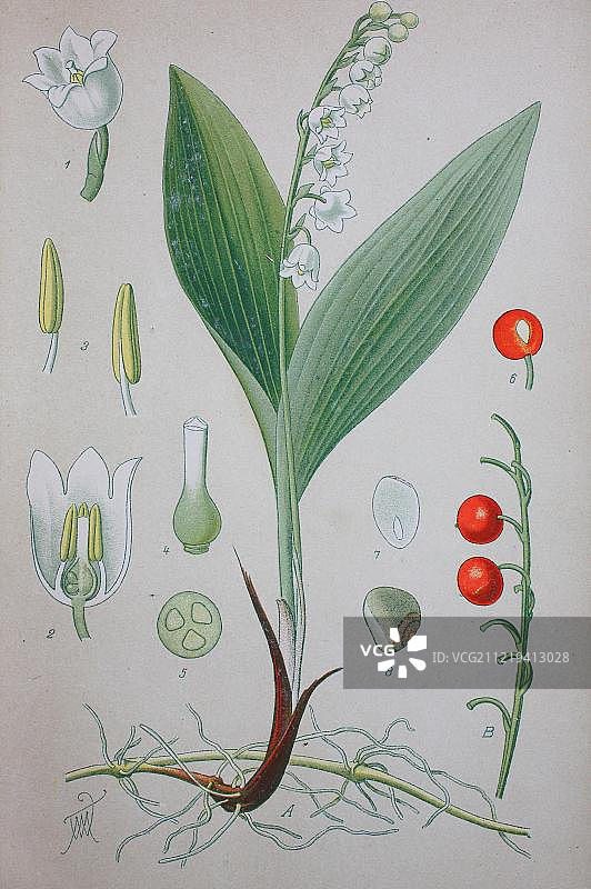 1885年德国铃兰历史插图图片素材