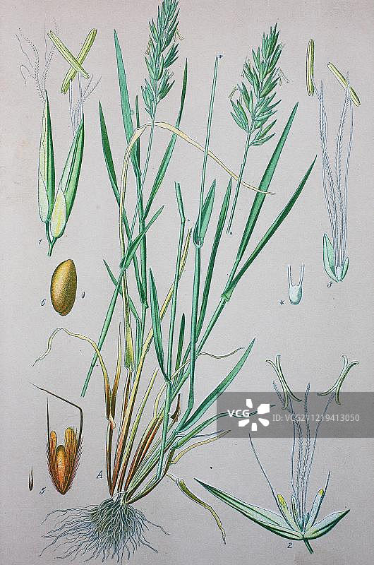 1885年德国欧洲的香茅历史插图图片素材