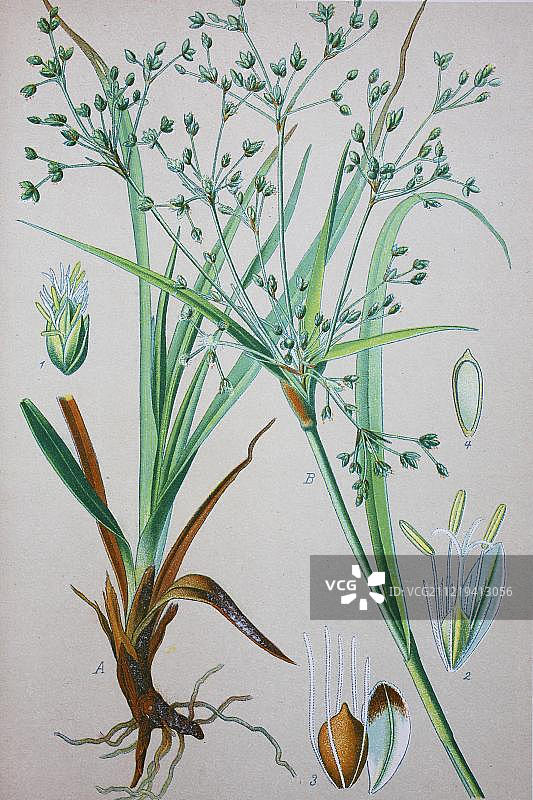 森林藨草（Scirpus sylvaticus）历史插图，1885年，德国，欧洲图片素材