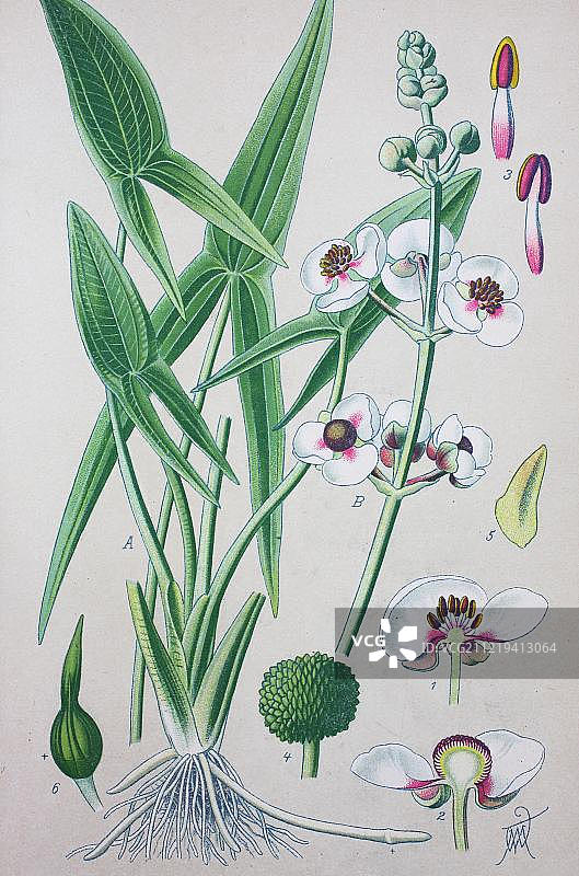 箭头叶慈姑历史图图片素材