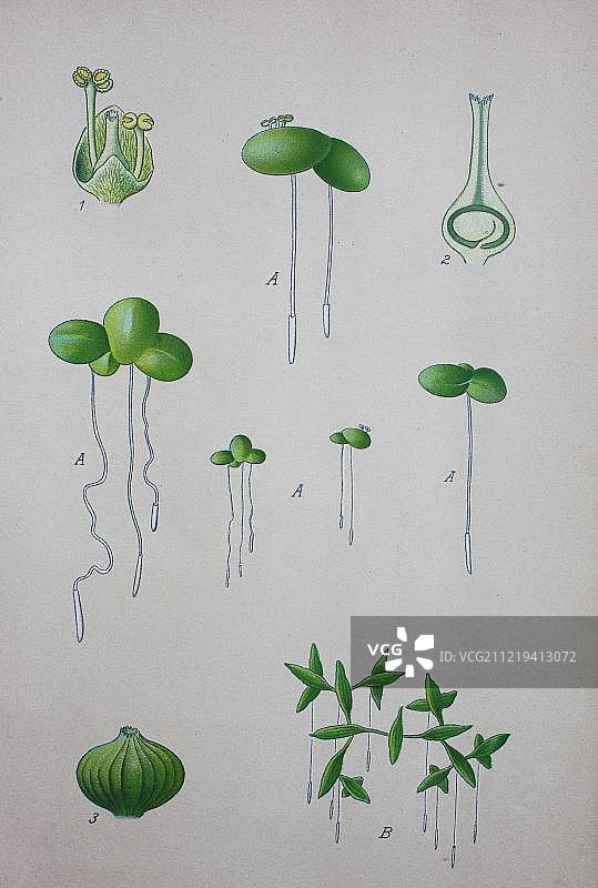 1885年德国欧洲的小浮萍（Lemna minor）历史插图图片素材