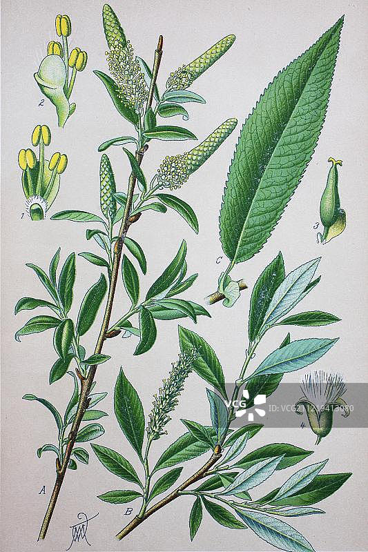 1885年德国的杏叶柳历史插图图片素材