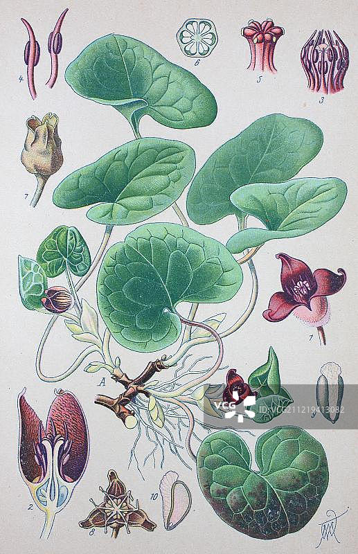 细辛(Asarum europaeum)，1885年的历史插图，德国，欧洲图片素材
