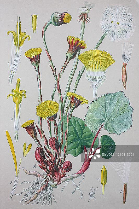款冬（Tussilago farfara），1885年的历史插图，德国，欧洲图片素材
