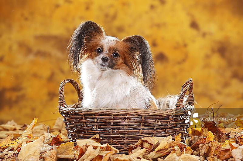 坐在秋叶篮子里的蝴蝶犬图片素材