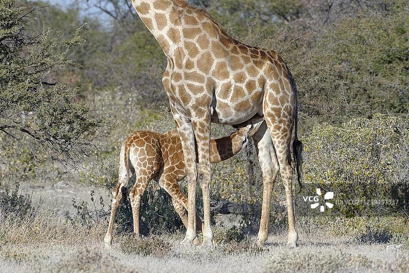 安哥拉长颈鹿(Giraffa camelopardalis angolensis),母亲给幼崽哺乳,纳米比亚埃托沙国家公园,非洲图片素材