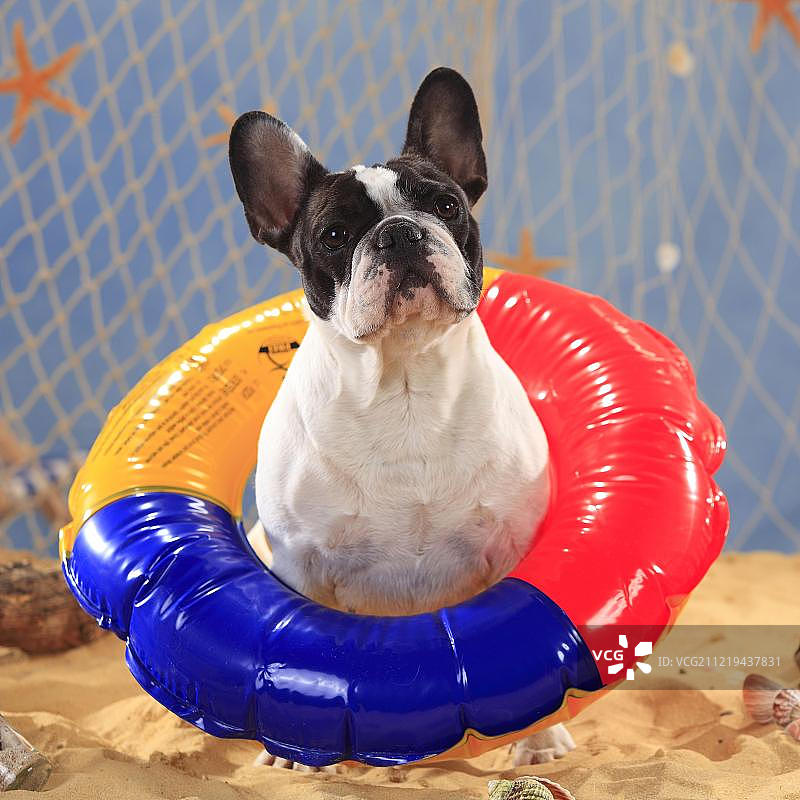 法国斗牛犬与游泳圈嬉戏图片素材