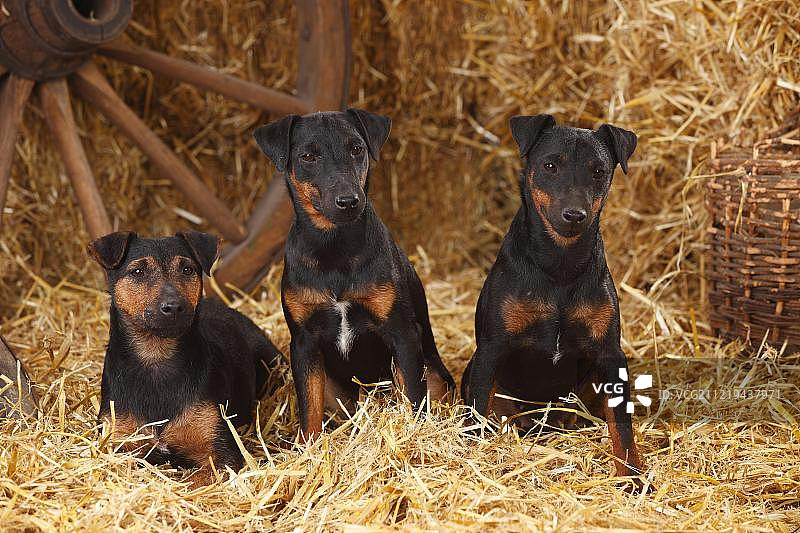 坐在稻草中的德国猎梗犬图片素材