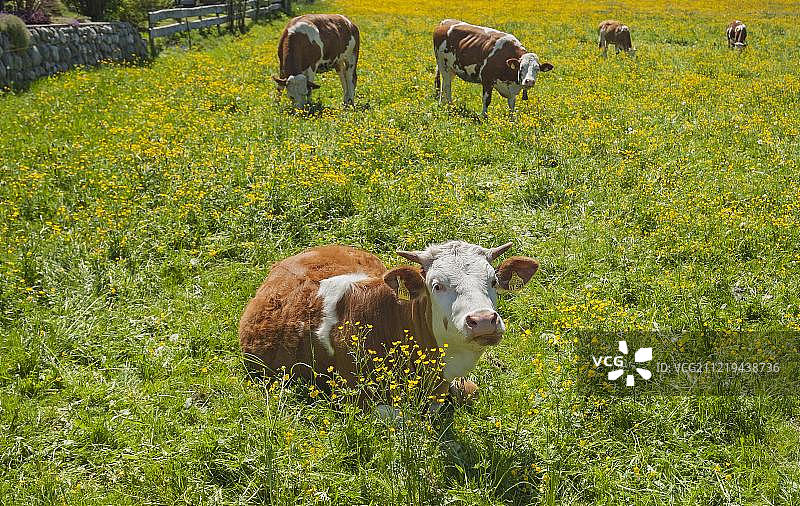 德国巴伐利亚上巴伐利亚，有黄色毛茛的春季草甸上的西门塔尔牛图片素材