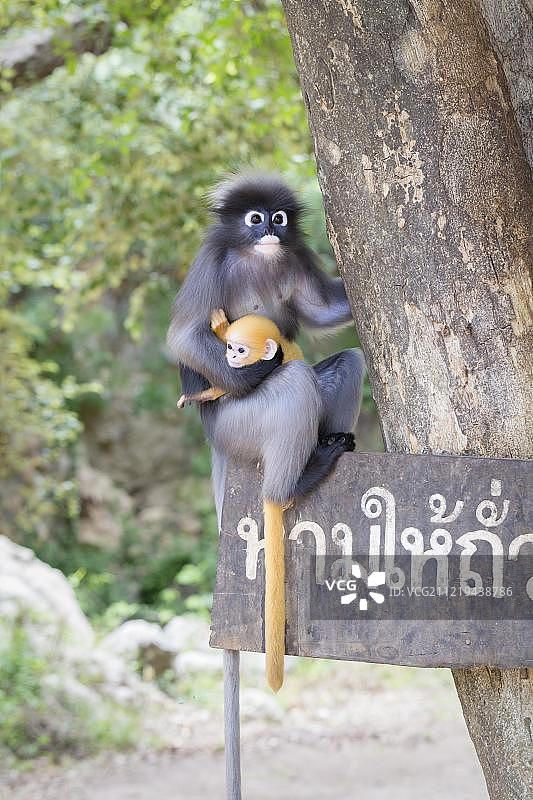 泰国考龙穆阿克历史公园内的戴帽叶猴与幼崽图片素材