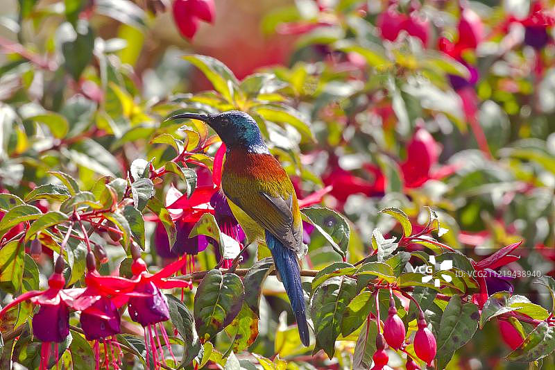 绿尾太阳鸟栖息在倒挂金钟花上，泰国茵他侬山图片素材