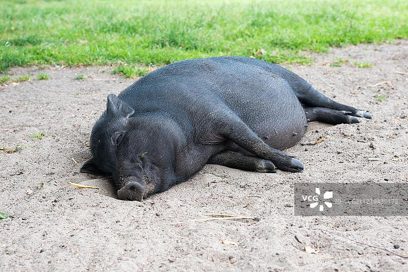 黑色迷你猪在沙滩上酣睡，德国梅克伦堡-前波美拉尼亚图片素材