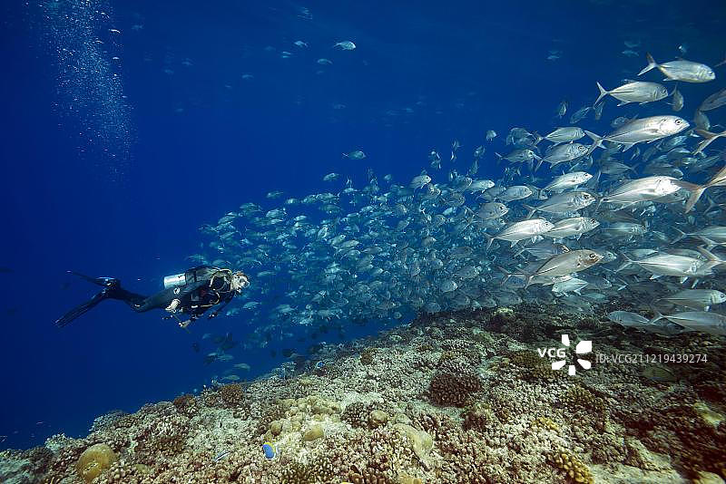 女潜水员与鲹鱼群一起游泳，在马尔代夫印度洋富瓦穆拉岛蓝色水域的珊瑚礁上图片素材