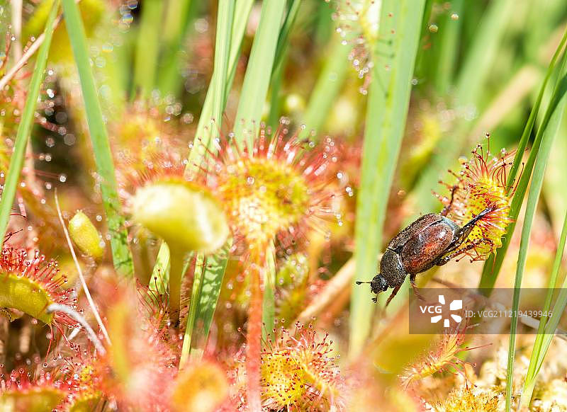 茅膏菜和叶甲虫图片素材