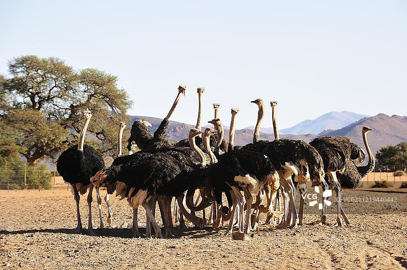 鸵鸟养殖场中的南非鸵鸟图片素材