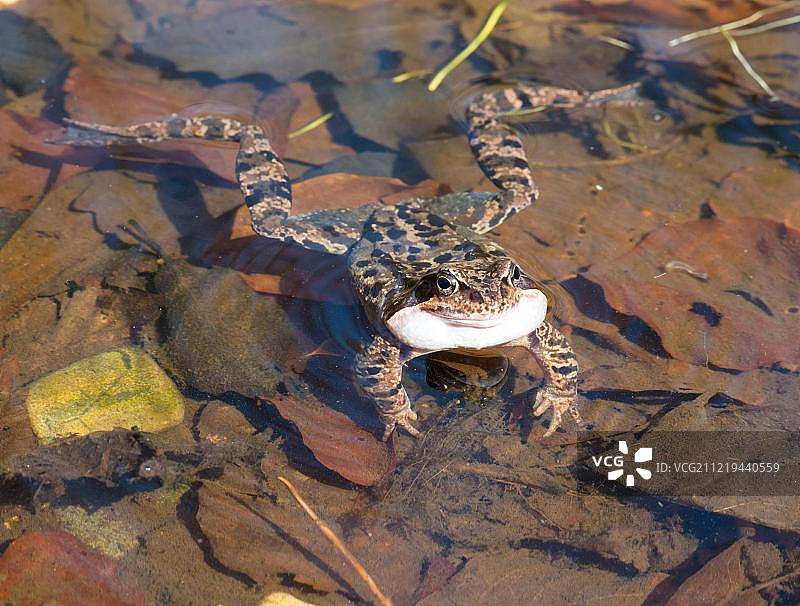 普通青蛙在池塘里呱呱叫，德国萨克森-安哈尔特图片素材