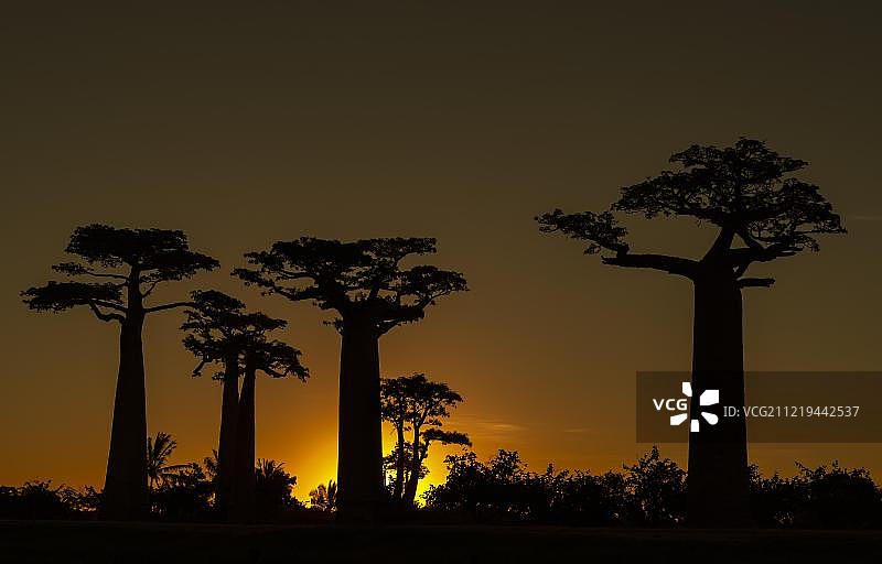 猴面包树大道日落时分的格兰迪迪猴面包树，非洲马达加斯加莫隆达瓦附近图片素材