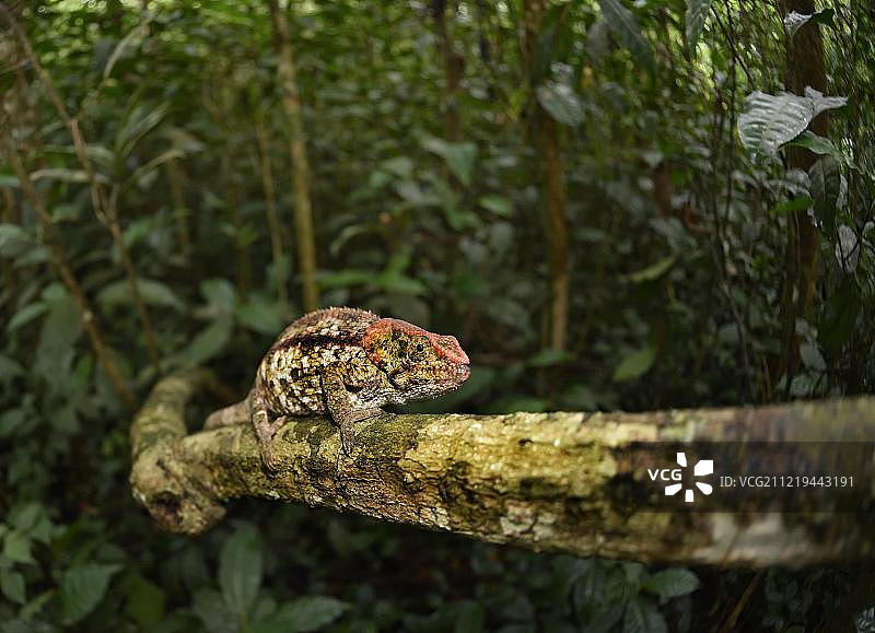 短角变色龙（Calumma brevicorne），位于树枝上，马达加斯加东部雨林，非洲图片素材