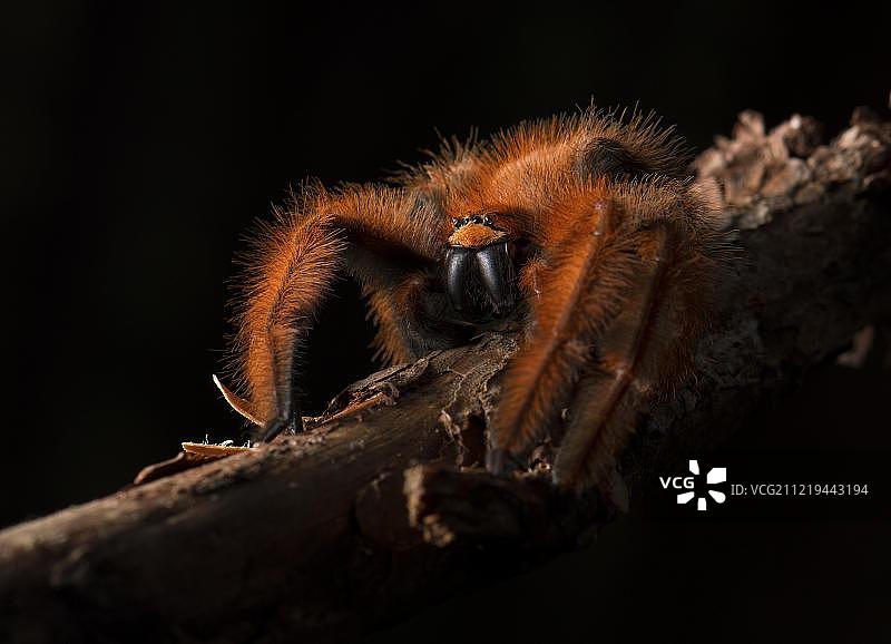 马达加斯加雨林树枝上的蜘蛛图片素材