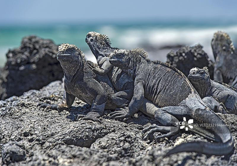 加拉帕戈斯群岛伊莎贝拉岛的加拉帕戈斯海鬣蜥图片素材