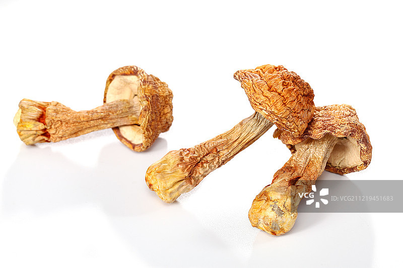 姬松茸图片素材