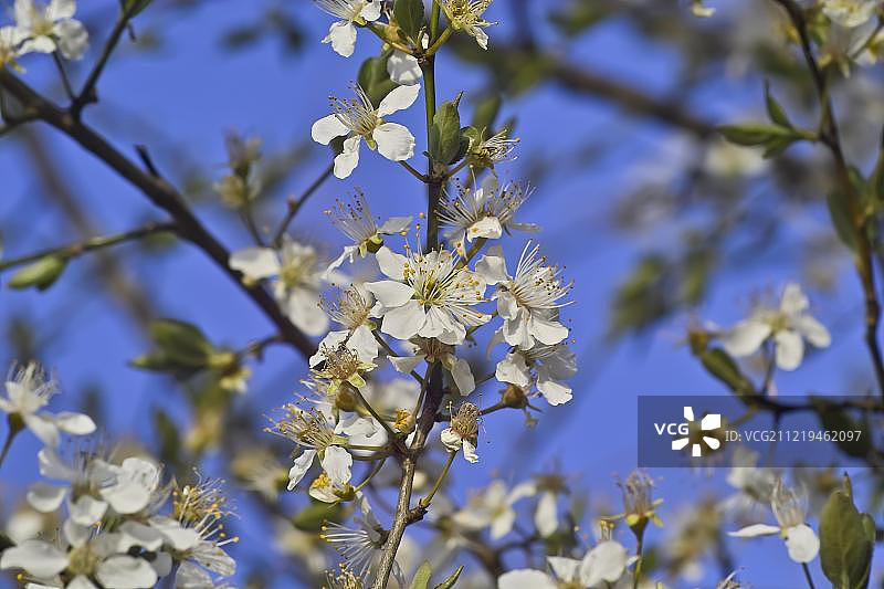 欧洲黑刺李的白色花朵图片素材