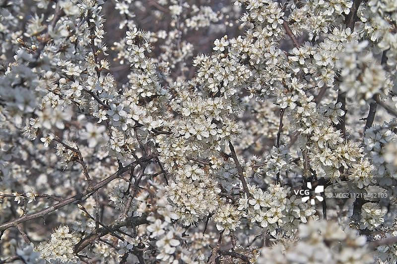 欧洲黑刺李的白色花朵图片素材