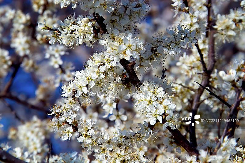 欧洲黑刺李的白色花朵图片素材