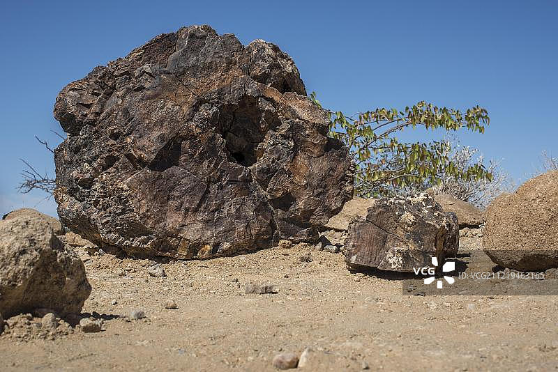 纳米比亚库内内地区石化森林国家公园的石化树干图片素材