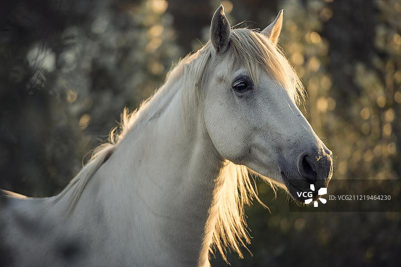 卡马格马（马属），动物肖像，母马，法国，欧洲图片素材