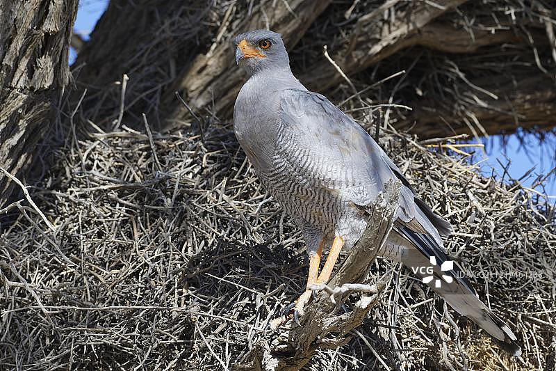 卡拉哈迪跨国公园内的淡色歌鹰，成鸟栖息在群织雀巢上寻找猎物，南非北开普省图片素材