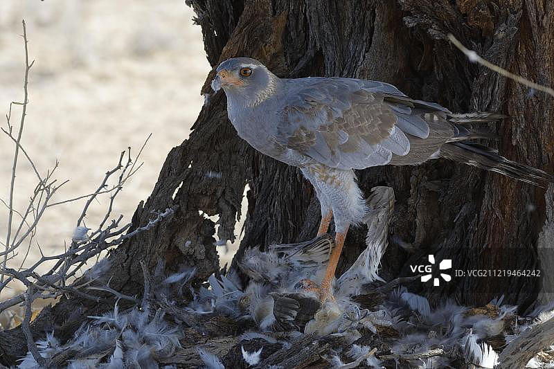 非洲喀拉哈里跨国公园：苍白的歌鹰（Melierax canorus）正在地面上以幼年战雕（Polemaetus bellicosus）的尸体为食图片素材